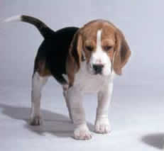 Leaping beagle puppy